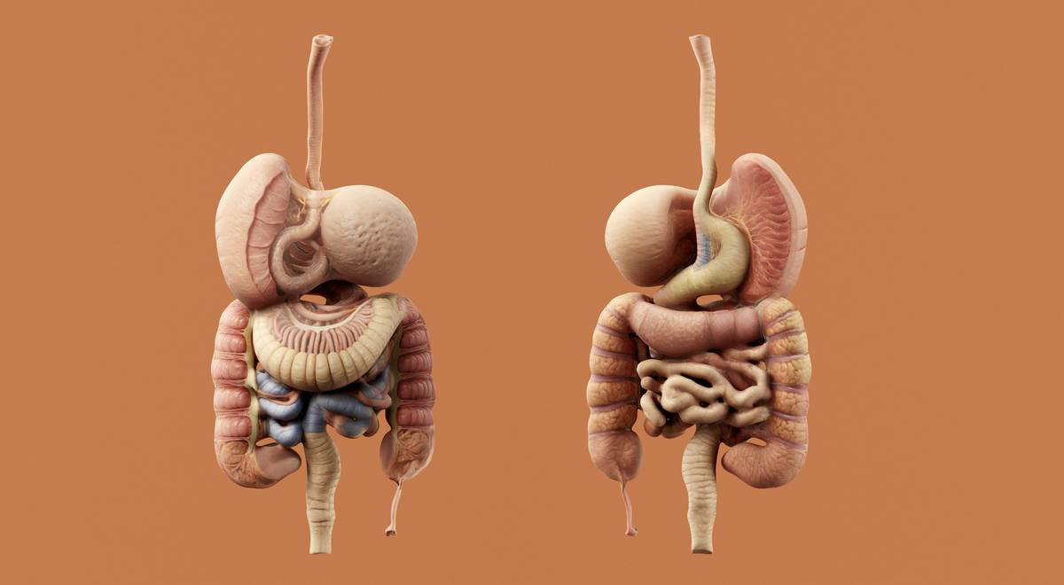 Infographic showing where digestive enzymes act: mouth (amylase), stomach (pepsin), small intestine (pancreatic lipase, protease, amylase).